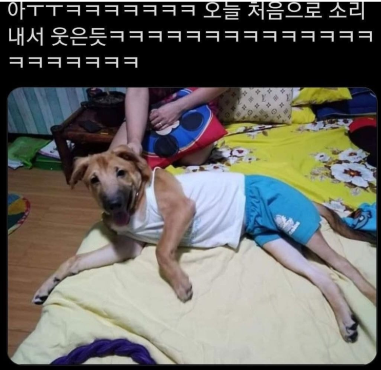  아빠가 우리 집 개한테 내 옷을 입혔다