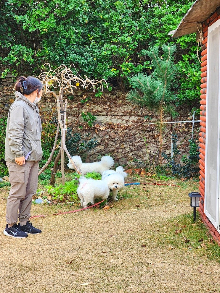 울산 애견동반 여행코스 당일치기 코스 (22년 가을, 11월 넷째 주)