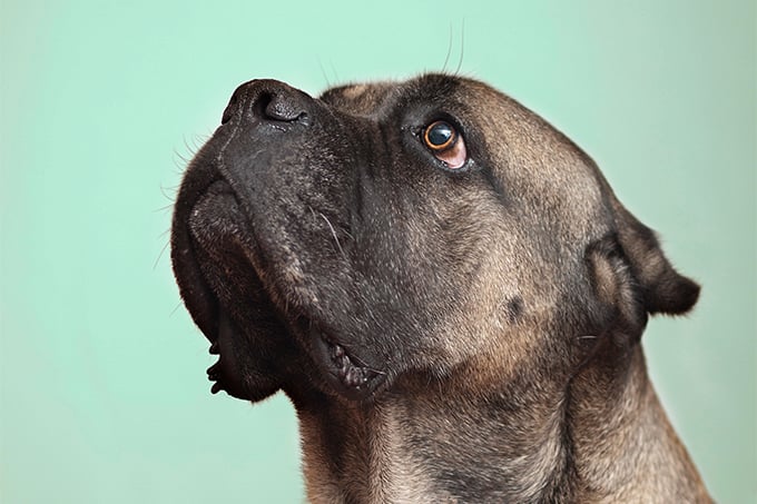  [강아지종류] #11 카네코르소(Cane Corso) 정보 / 성격, 특징