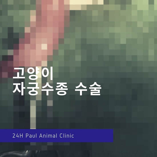 고양이 자궁 수종 수술 & 성남 분당 24시 폴 동물병원