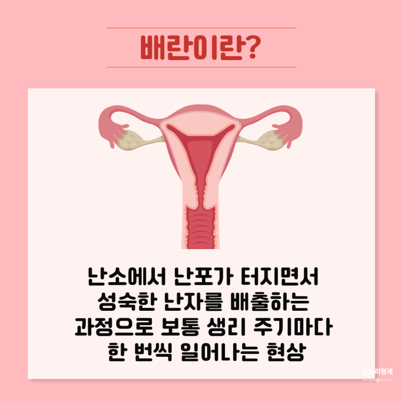 배란기 증상,배란통,출혈,냉(w.배란일 계산기)총정리 : 네이버 블로그