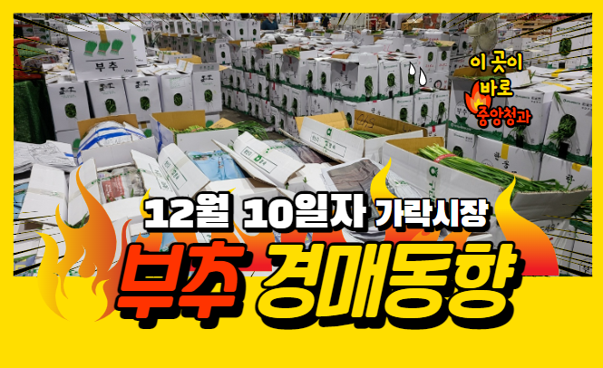 [경매사 일일보고] 12월 10일자 가락시장 "부추" 경매동향을 살펴보겠습니다!
