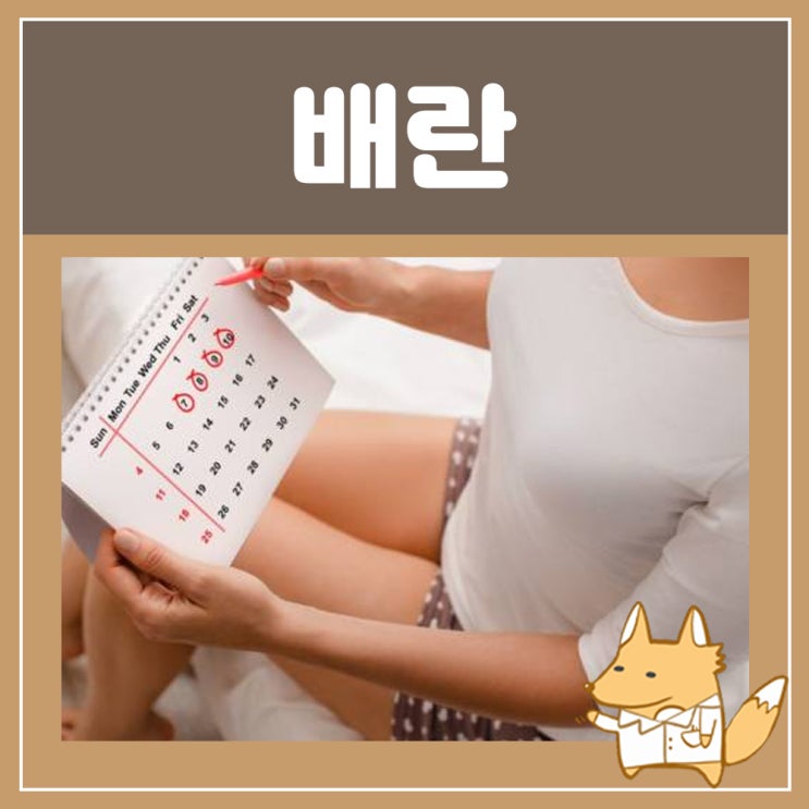  배란일 임신 가능성 배란통 증상 배란혈 원인 시기 기간 양