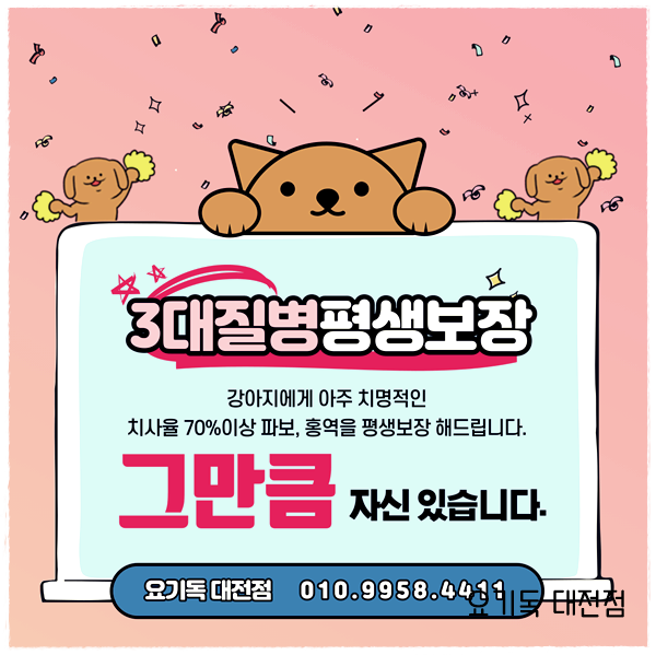  둔산동강아지분양 3대질병 평생보장으로 건강한 애견샵 만나보세요