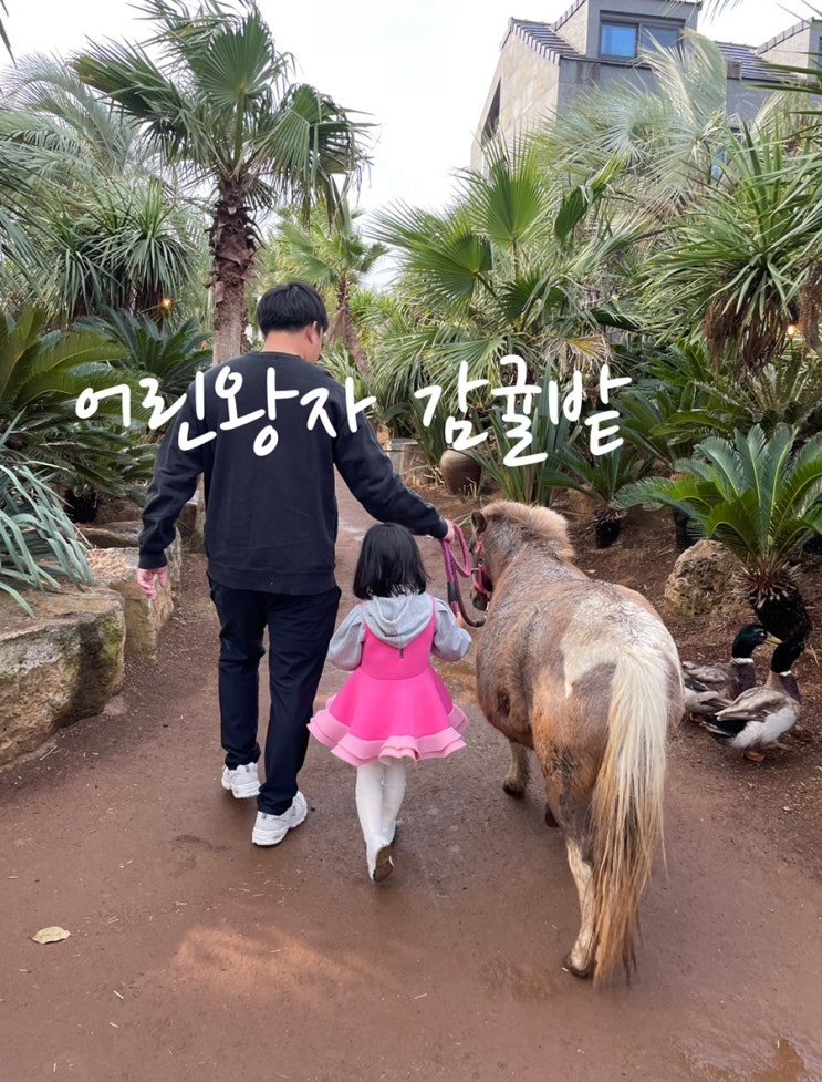  제주 서귀포 가족여행 아이랑 갈만한곳 귤따기체험 먹이체험 이색카페 ️어린왕자 감귤밭