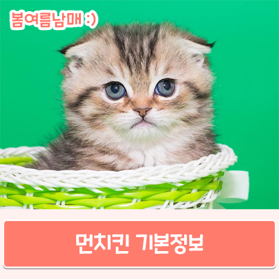  먼치킨 기본정보, 짧은 다리가 귀여운 고양이 함께 알아봐요
