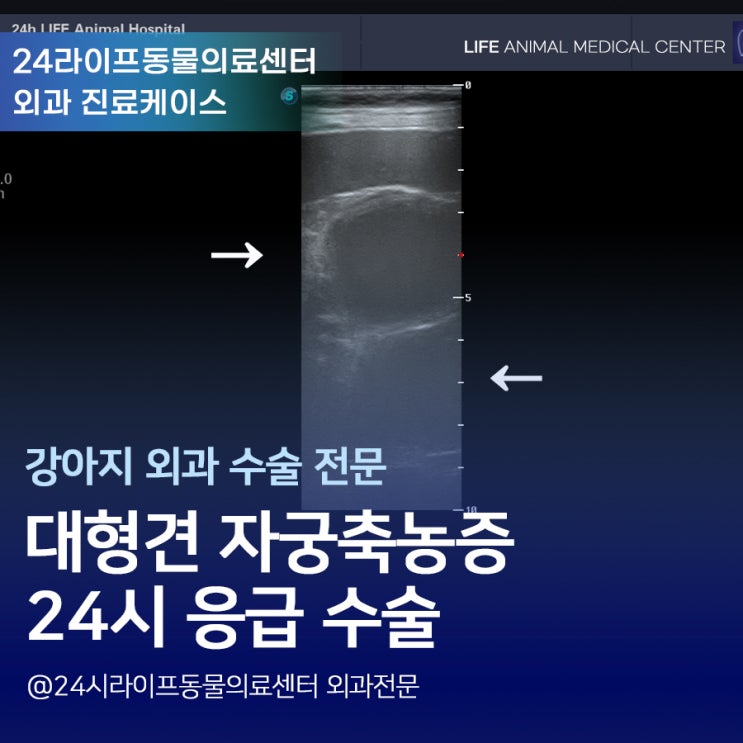 대구24시동물병원 대형견 리트리버 자궁축농증 수술 대구24시동물병원 대형견 리트리버 자궁축농증 수술