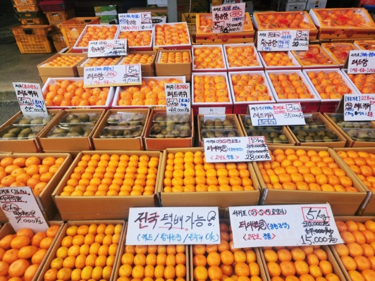  제주오일장날짜 구좌읍세화오일장