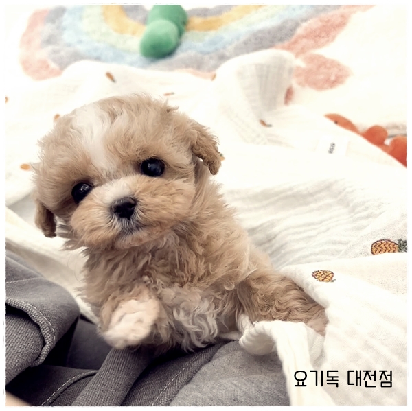  용전동강아지분양 확실한 애견샵에서 가족을 만났어요