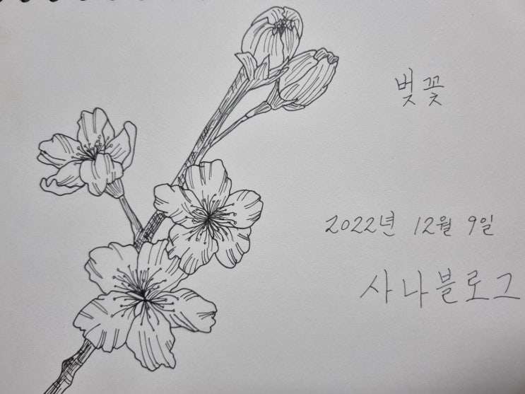  벚꽃 펜드로잉
