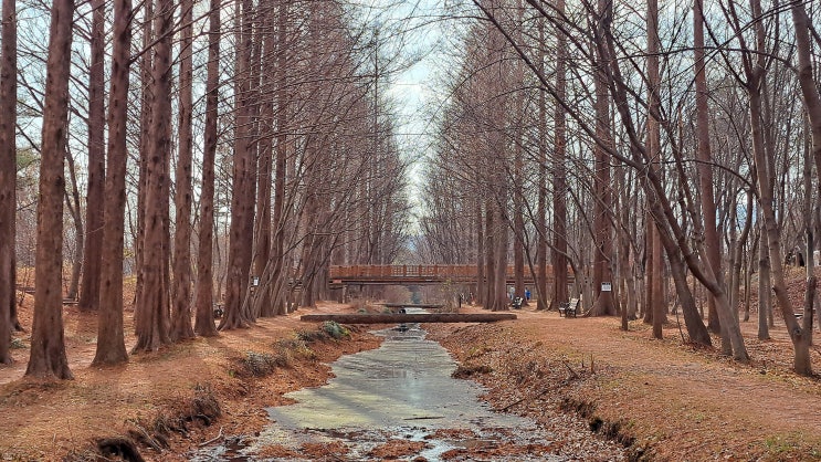  경주 12월에도 가볼만한 경북천년숲정원