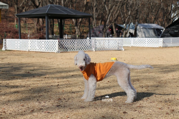  베를링턴 테리어 강아지 품종 종류. 베들링턴테리어 분양 전 성격, 특징 체크