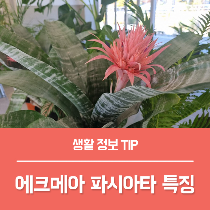  에크메아 파시아타 꽃말, 특징 에크메아 키우기