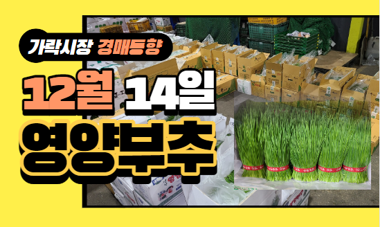 [경매사 일일보고] 12월 14일자 가락시장 "영양부추" 경매동향을 살펴보겠습니다!