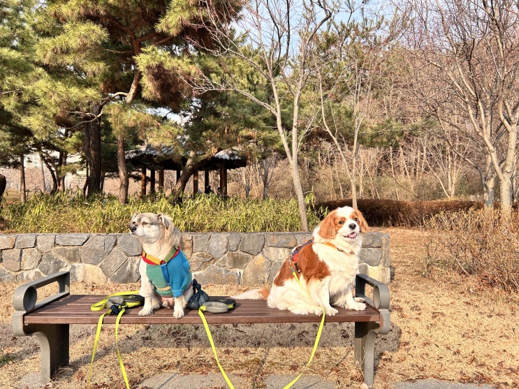  겨울 강아지 산책 월동준비부터 단단히