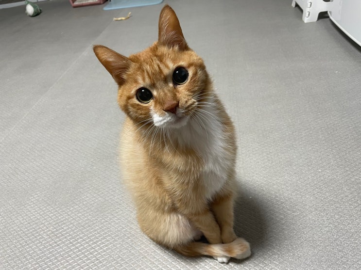  혈뇨, 소변실수 등 고양이 방광염 증상 (w. 카테터시술 후 오줌 테러)