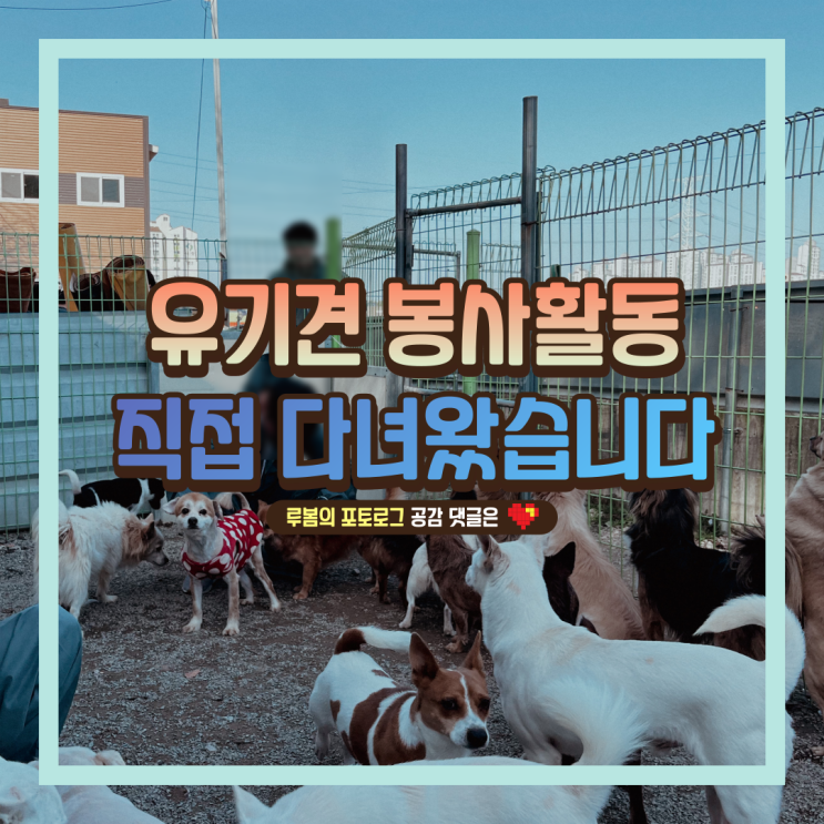  유기견 봉사활동 솔직후기 (ft.사랑이 필요한 강아지)