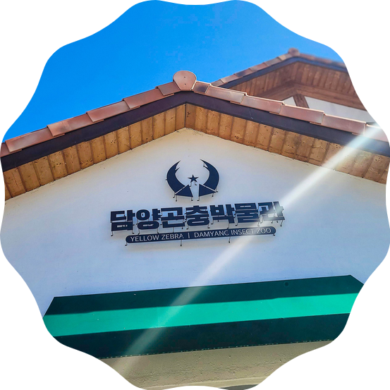  메타프로방스 옆 담양곤충박물관 다녀왔어요 - 담양 남자 아이와 가볼만한곳