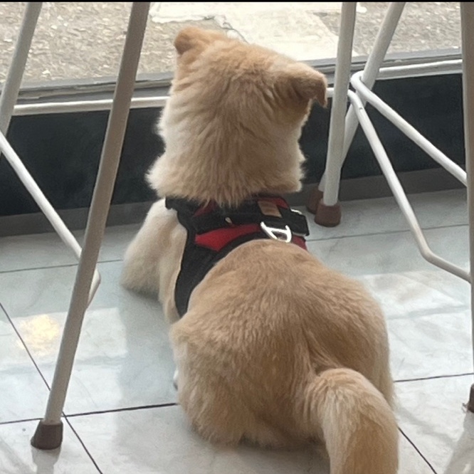  귀염둥이 아기강아지 지금 뭐해?