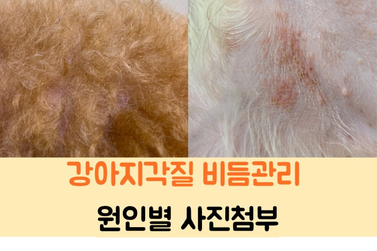  강아지 각질 원인과 해결방안 (사진첨부)