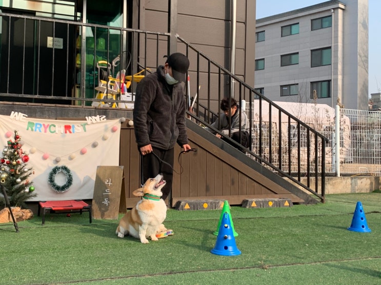  성남애견호텔:) 라드독
