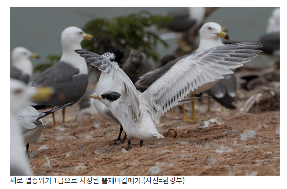 전세계 100마리도 안남은 ‘뿔제비갈매기’ 멸종위기 1급 지정_환경부 전세계 100마리도 안남은 ‘뿔제비갈매기’ 멸종위기 1급 지정_환경부