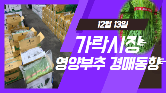 [경매사 일일보고] 12월 13일자 가락시장 "영양부추" 경매동향을 살펴보겠습니다!
