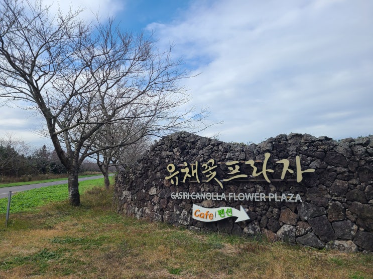  제주 서귀포) 제주 억새명소 바퀴달린집 유채꽃프라자