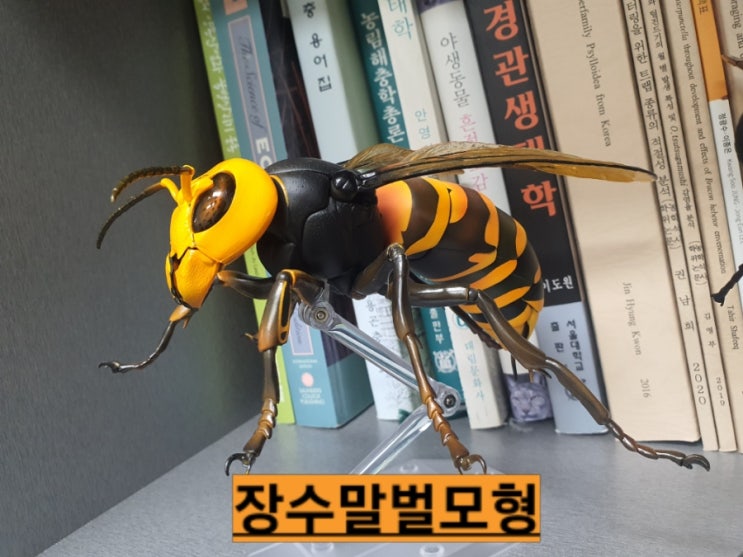 한방에 죽을수있는 장수말벌 아나필락시스 말벌쇼크사