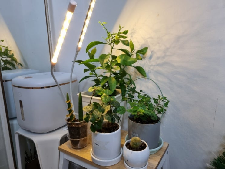겨울철 실내에서 키우는 식물에게 꼭 필요한 홈플래닛 식물 LED 식물성장 조명등 내돈내산 사용 후기