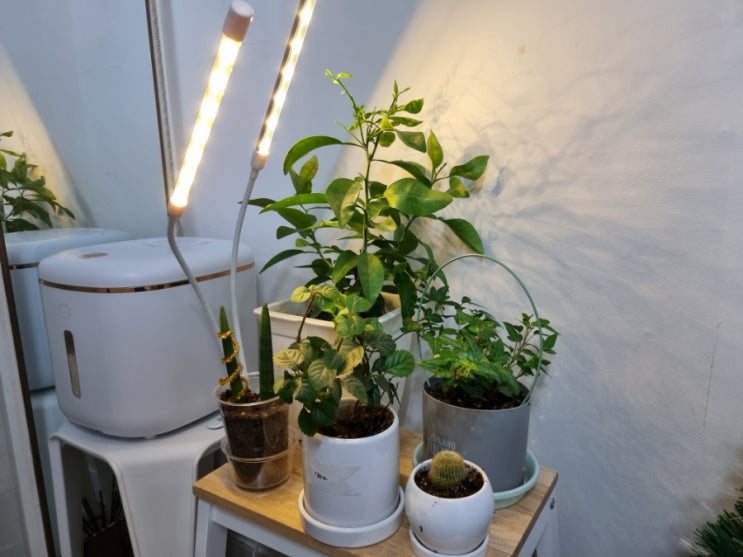 겨울철 실내에서 키우는 식물에게 꼭 필요한 홈플래닛 식물 LED 식물성장 조명등 내돈내산 사용 후기 겨울철 실내에서 키우는 식물에게 꼭 필요한 홈플래닛 식물 LED 식물성장 조명등 내돈내산 사용 후기