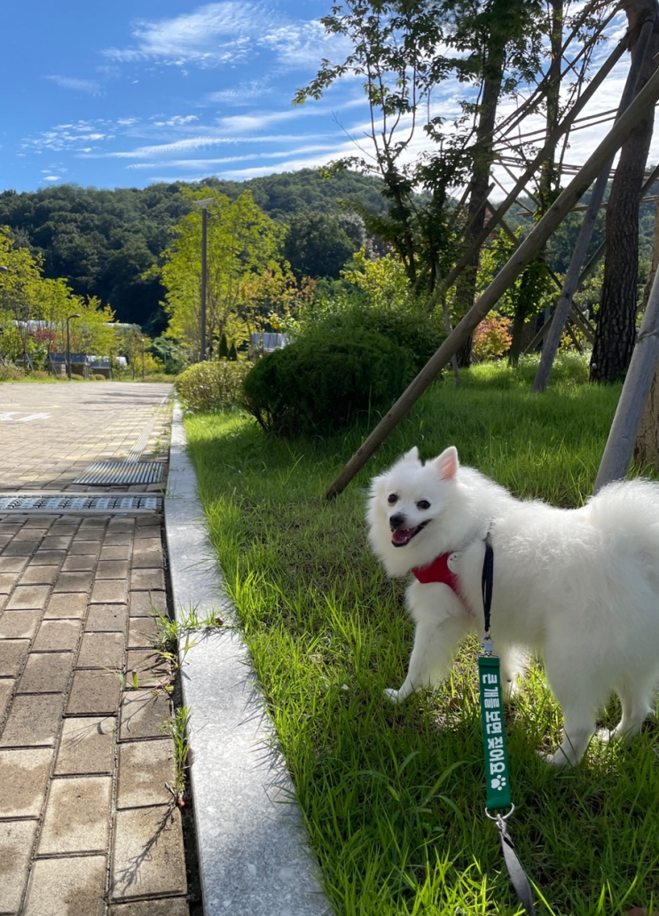  리이리이 메세지 중간 리드줄 : 강아지 개성 메세지 리드줄 안심하고 산책가능 + 귀염뽀짝은 덤