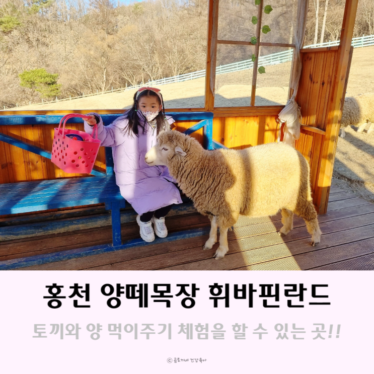 아이와 가볼만한곳 : 홍천 양떼목장 휘바핀란드에서 동물체험 후기 아이와 가볼만한곳 : 홍천 양떼목장 휘바핀란드에서 동물체험 후기