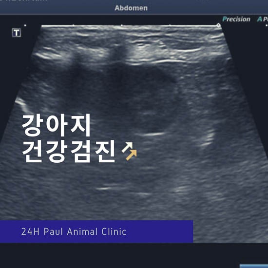  강아지 건강검진, 종합 혈액검사, 분당 정자동 동물병원 & 폴 동물병원(24시 진료)