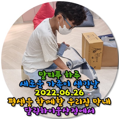 2022.06.26 달링하이울산점 에서 말티푸 하루가 우리가족이된 날  울산강아지분양 울산애견분양 추천드려요
