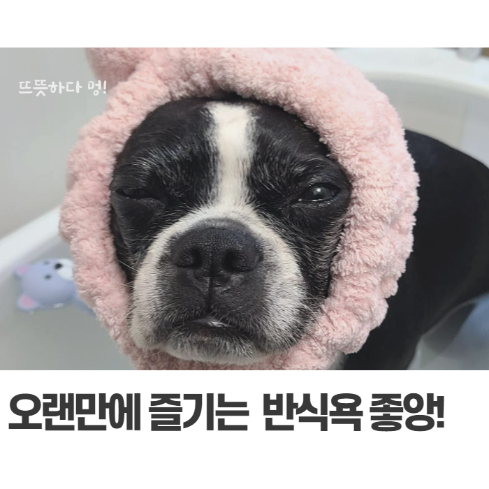 강아지 입욕제 펫가온 탄산스파 오랜만이야