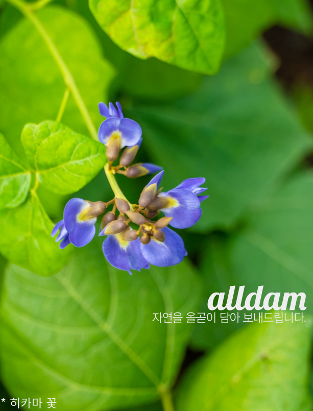  히카마차 히카마 후레이크