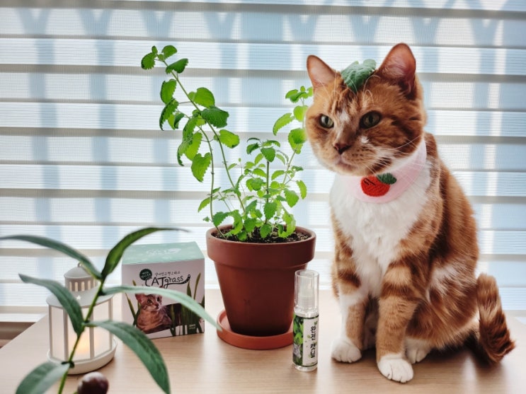  고양이 캣닢 키우기 스트레스 해소용 캣그라스 식물 재배세트