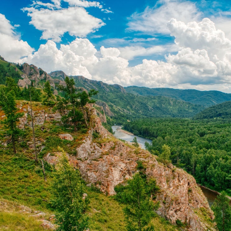 산림학과 자격증 (산림기사 산림산업기사 유아숲지도사 산림치유지도사 나무의사)