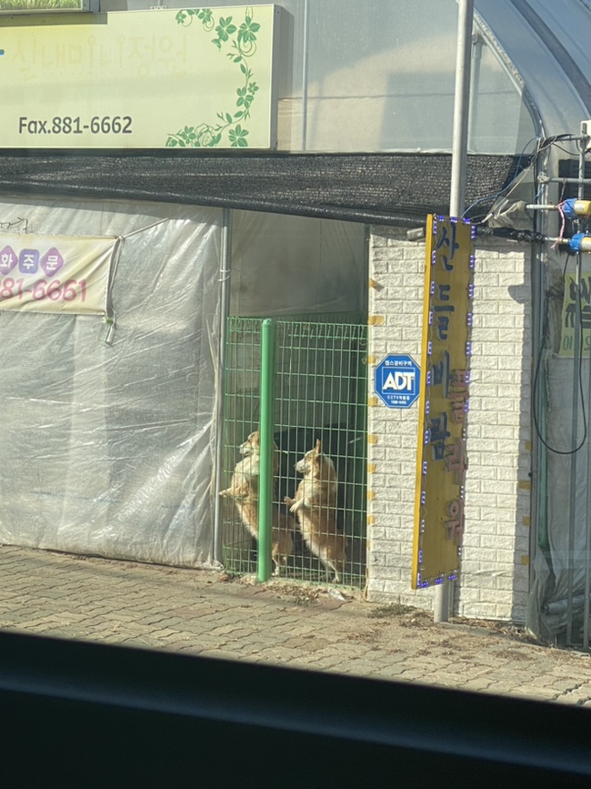  귀여운 댕댕이들
