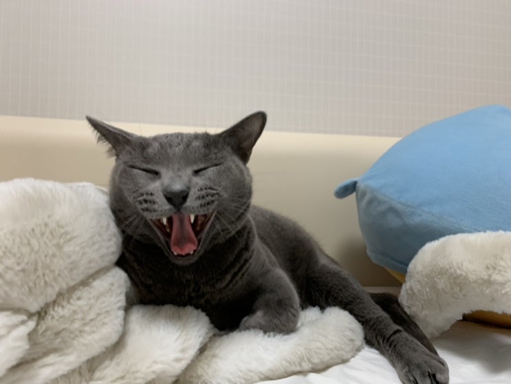  [애옹스] 2019년 11월의 애옹스