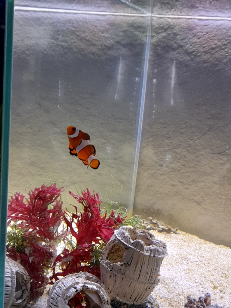 해수입문 DAY 105일차🐳 귀여운 해수어 니모를 키우게 됐습니다 흰동가리❤❤ : 네이버 블로그, image size:800x1067