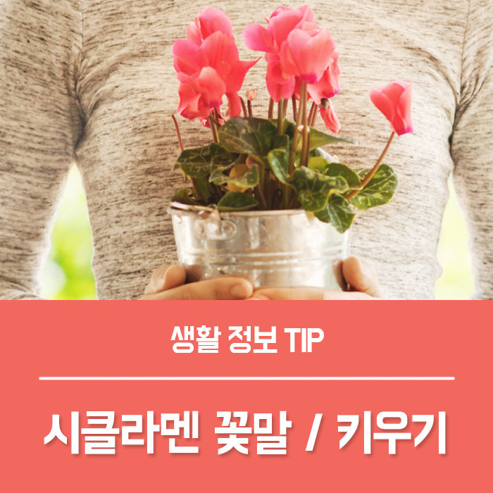  시클라멘 꽃말, 시클라멘 키우기 나만의 비밀정원