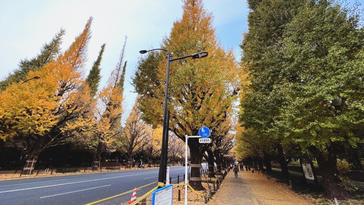 신궁 외원 은행나무 거리 | 2022년 12월 도쿄여행