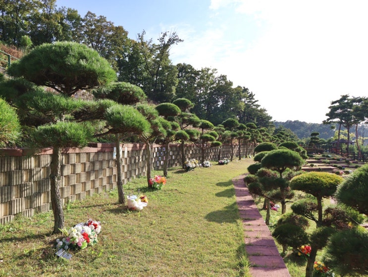  수목장림 형태와 일반 수목장 비교