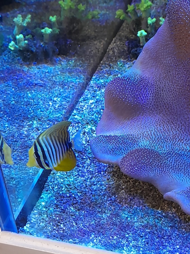 해수입문 DAY 105일차🐳 귀여운 해수어 니모를 키우게 됐습니다 흰동가리❤❤ : 네이버 블로그, image size:800x1067