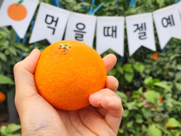  제주도 감귤체험 봉봉감귤체험농장에서 황금향 따기