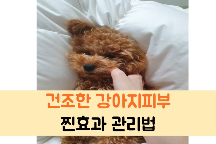  강아지 피부 건조 관리 방법