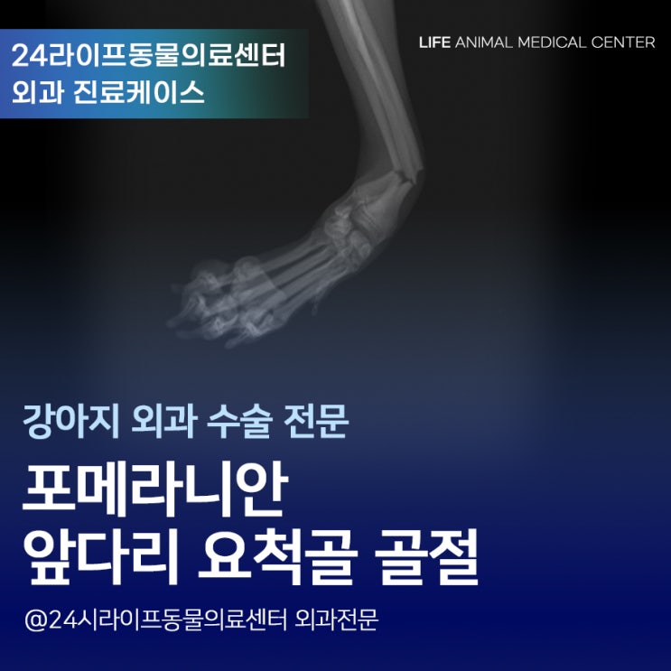 대구 강아지 골절수술 : 포메라니안 요척골 골절 수술 대구24시동물병원