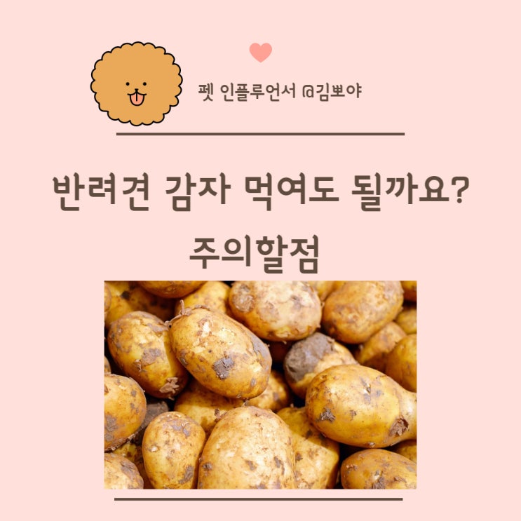  강아지감자 먹어도 될까요? 반려견정보 감자 주의할점